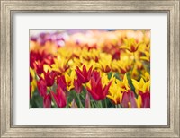 Framed Tulip Blooming In A Garden, Washington State