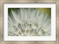 Framed Close-Up Of Dandelion Seed, Lockport Prairie Nature Preserve, Illinois