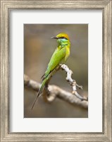 Framed Green Bee-Eater Perching On Branch, India