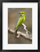 Framed Green Bee-Eater Perching On Branch, India