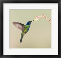 Framed Blue-Eared Violet Hummingbird Feeding On Flower, Talamanca Mountains, Costa Rica