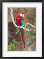 Framed Portrait Of Red-And-Green Macaw