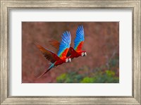 Framed Close Up Of Two Flying Red-And-Green Macaws