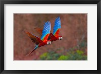 Framed Close Up Of Two Flying Red-And-Green Macaws