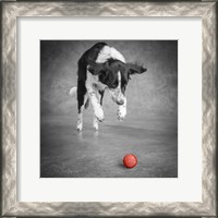 Framed Portrait Of A Border Collie Mix Dog