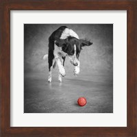 Framed Portrait Of A Border Collie Mix Dog