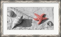 Framed Close-Up Of A Starfish And Seashells On The Beach, Dauphin Island, Alabama