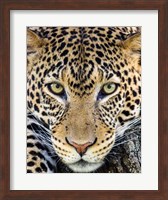 Framed Close Up Of Cheetah, Ngorongoro Conservation Area, Tanzania