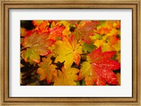Framed Close-Up Of Wet Autumn Leaves, Portland, Oregon