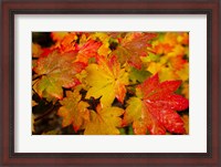 Framed Close-Up Of Wet Autumn Leaves, Portland, Oregon