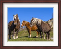 Framed Close-Up Of Three Horses