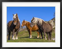 Framed Close-Up Of Three Horses