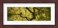 Framed View Of Tree Branches, Portland Japanese Garden