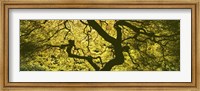 Framed View Of Tree Branches, Portland Japanese Garden