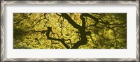 Framed View Of Tree Branches, Portland Japanese Garden