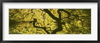 Framed View Of Tree Branches, Portland Japanese Garden