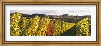 Framed View Of Zenith Vineyard, Amity, Oregon