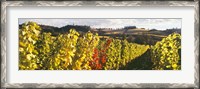 Framed View Of Zenith Vineyard, Amity, Oregon