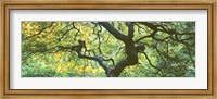 Framed Close Up Of Japanese Maple Branches, Portland Japanese Garden