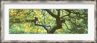 Framed Close Up Of Japanese Maple Branches, Portland Japanese Garden
