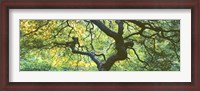Framed Close Up Of Japanese Maple Branches, Portland Japanese Garden