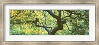 Framed Close Up Of Japanese Maple Branches, Portland Japanese Garden