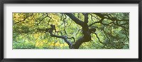 Framed Close Up Of Japanese Maple Branches, Portland Japanese Garden