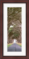 Framed View Of Monterey Cypresses Above Road, Point Reyes National Seashore, California