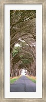 Framed View Of Monterey Cypresses Above Road, Point Reyes National Seashore, California