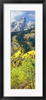 Framed View Of Trees At Bottom Of Mountain, Aspen