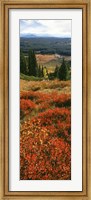Framed View Of Huckleberries Bushes On Hilly Terrain, Rockchuck Peak, Grand Teton National Park, Wyoming