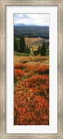 Framed View Of Huckleberries Bushes On Hilly Terrain, Rockchuck Peak, Grand Teton National Park, Wyoming