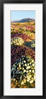 Framed Clumps Of Flowers Of Sand Verbena And Dune Primrose