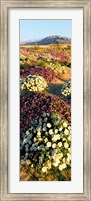 Framed Clumps Of Flowers Of Sand Verbena And Dune Primrose