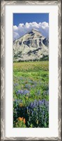 Framed Lupine And Indian Paintbrush Flowers At Bottom Of Fossil Mountain, Wyoming
