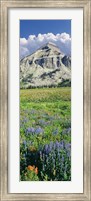 Framed Lupine And Indian Paintbrush Flowers At Bottom Of Fossil Mountain, Wyoming
