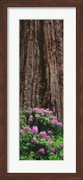 Framed Blooming Rhododendron Below Giant Redwood, Trinidad, California