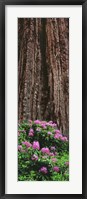 Framed Blooming Rhododendron Below Giant Redwood, Trinidad, California