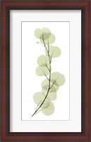 Framed Eucalyptus