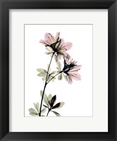 Framed Azalea