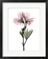 Framed Geranium