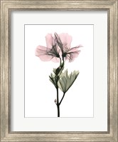 Framed Geranium