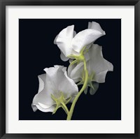 Framed Sweet Pea