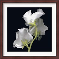 Framed Sweet Pea