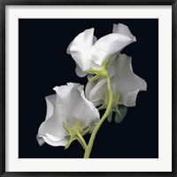 Framed Sweet Pea