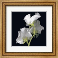 Framed Sweet Pea