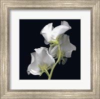 Framed Sweet Pea