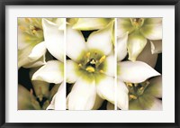 Framed Star of Bethlehem Triptych