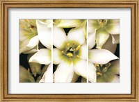 Framed Star of Bethlehem Triptych