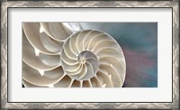 Framed Nautilus